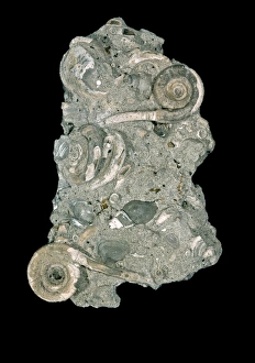 Rotularia bognori, tube of polychaete worm Rotularia bognori, tube of polychaete worm