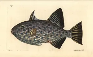 George Shaw Zoology Prints: Rough triggerfish, Canthidermis maculata