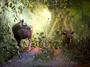 Prints of An okapi in the Rowland Ward Diorama at the Natural History Museum, London. This display was removed in 2004 Natural History Museum Prints: The Rowland Ward Diorama An okapi Print, 1904