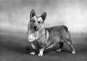 Royal corgis - Rozavel Lucky Strike Royal corgis - Rozavel Lucky Strike
