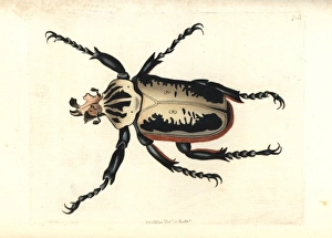 Royal goliath beetle, Goliathus regius Royal goliath beetle, Goliathus regius