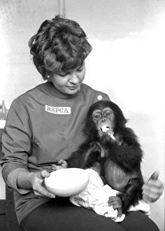 RSPCA with chimpanzee, Heathrow Airport, London RSPCA with chimpanzee, Heathrow Airport, London