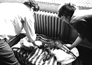 RSPCA tending a sick animal, Heathrow Airport, London RSPCA tending a sick animal, Heathrow Airport, London