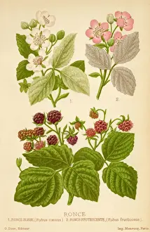French Botanicals Prints: Rubus Fructocosus