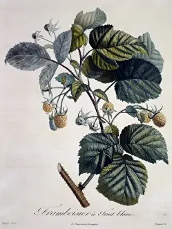 Dicotyledon Flowering Plants Prints: Rubus idaeus, raspberry