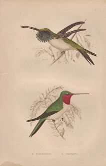 Ruby-throated, Calothorax lucifer, and Amethystine Ruby-throated, Calothorax lucifer, and Amethystine