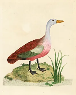 Ruddy shelduck, Tadorna ferruginea, male Ruddy shelduck, Tadorna ferruginea, male