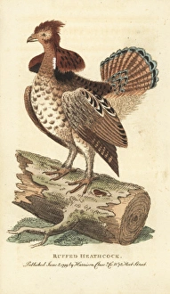 Ruffed grouse, Bonasa umbellus Ruffed grouse, Bonasa umbellus