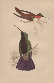 Rufous or Nootka, Selasphorus rufus, and black-throated Rufous or Nootka, Selasphorus rufus, and black-throated