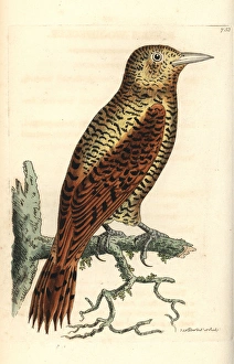 Rufous woodpecker, Micropternus brachyurus Rufous woodpecker, Micropternus brachyurus