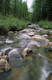 Russia - a typical small river in taiga-forest Russia - a typical small river in taiga-forest