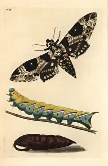 Rustic Sphinx Print, Manduca rustica, 1812 Engraving