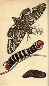 Naturalists Miscellany Collection Prints: Rustic sphinx moth, caterpillar and pupa, Manduca rustica