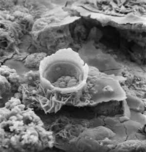 Scanning Electron Microscope SEM Prints: Rusty screw