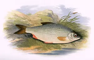 Roach Prints: 1879 Print of Rutilus rutilus, Common Roach