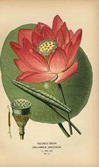 Sacred bean or Indian lotus, Nelumbo nucifera Sacred bean or Indian lotus, Nelumbo nucifera