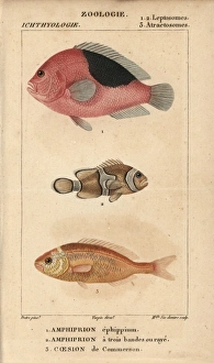 Saddle anemonefish, three-band anemonefish Saddle anemonefish, three-band anemonefish