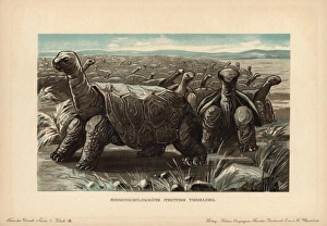 Saddle-backed Rodrigues giant tortoise, Cylindraspis Saddle-backed Rodrigues giant tortoise, Cylindraspis