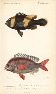 Saddleback clownfish and whitecheek monocle bream Saddleback clownfish and whitecheek monocle bream