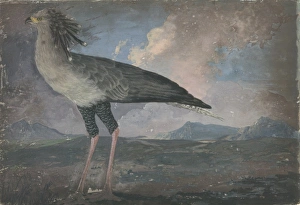 Sagittarius serpentarius, secretary bird Sagittarius serpentarius, secretary bird