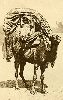 Saharan woman on a camel, Algeria, North Africa Saharan woman on a camel, Algeria, North Africa