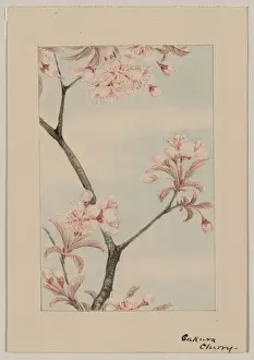 Cherry Blossom Branch Print, 1870s