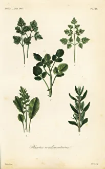 Salad herbs, plantes condimentaires pour salades Salad herbs, plantes condimentaires pour salades