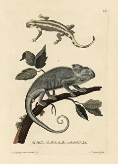 Salamander species and Indian chameleon Salamander species and Indian chameleon