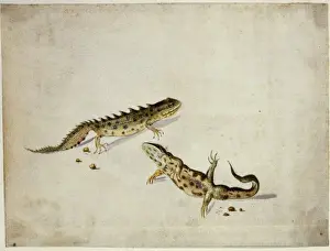 Salamanders Plate 8 Watercolour Print (1622)