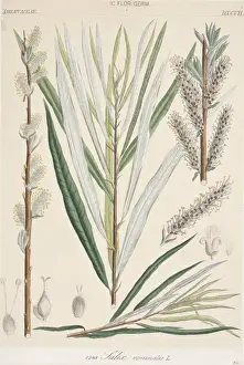 Dicotyledonous Plant Prints: Salix viminalis, osier willow