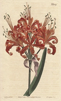 Salmon-coloured amaryllis, with curly orange Salmon-coloured amaryllis, with curly orange