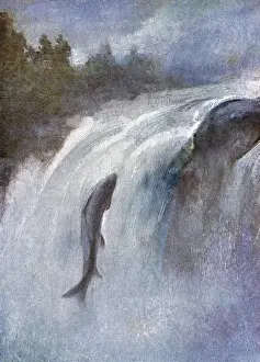 Historical Marine Life Prints: A Salmon Leaping