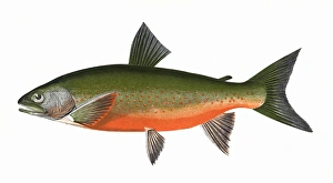 Salvelinus willoughbii, or Willoughbys Char Salvelinus willoughbii, or Willoughbys Char