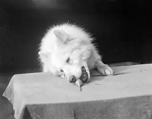 Historical Dog Photos Prints: A Samoyed Chewing
