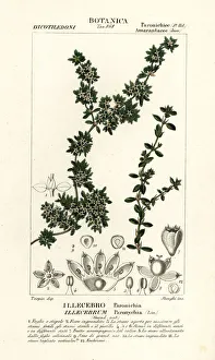 Sanguinaria or nevadilla, Paronychia argentea Sanguinaria or nevadilla, Paronychia argentea