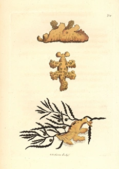 Sargassum nudibranch, Scyllaea pelagica Sargassum nudibranch, Scyllaea pelagica