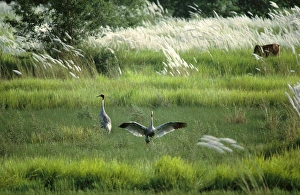 Sarus Crane - pair in wetland habitat (Indian population) Sarus Crane - pair in wetland habitat (Indian population)