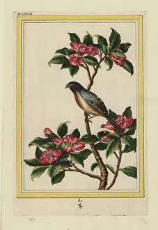 Sasanqua camellia, Camellia sasanqua Sasanqua camellia, Camellia sasanqua