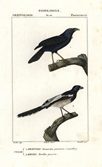 Satin bowerbird (male), Ptilonorhynchus violaceus Satin bowerbird (male), Ptilonorhynchus violaceus