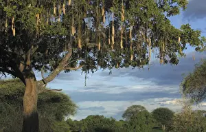 African Landscape Photography Prints: Sausage Tree