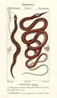 Saw-scaled viper and Madagascar leafnose snake Saw-scaled viper and Madagascar leafnose snake