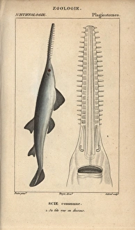 Sawfish or carpenter shark, Pristis pristis Sawfish or carpenter shark, Pristis pristis