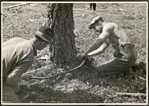 Sustainable Forestry Practices Prints: Sawing a Tree
