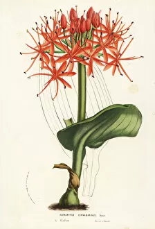 Related Images Collection: Scadoxus cinnabarinus from Gabon, Africa