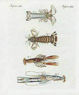 Scampi, shrimp, crayfish, and mantis shrimp Scampi, shrimp, crayfish, and mantis shrimp