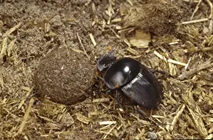 Dung Beetle Prints: Scarabaeus rusticus Print: Dung Beetle in South Africa