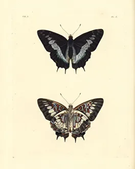 Scarce forest emperor, Charaxes etesipe Scarce forest emperor, Charaxes etesipe