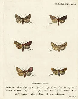 Scarce silver Y, plain golden Y and gold spot Scarce silver Y, plain golden Y and gold spot