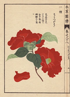 Scarlet camellia, Chiri tsubaki, Thea japonica Nois var Scarlet camellia, Chiri tsubaki, Thea japonica Nois var