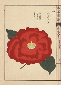 Scarlet camellia, Kara tsubaki, Thea japonica Scarlet camellia, Kara tsubaki, Thea japonica